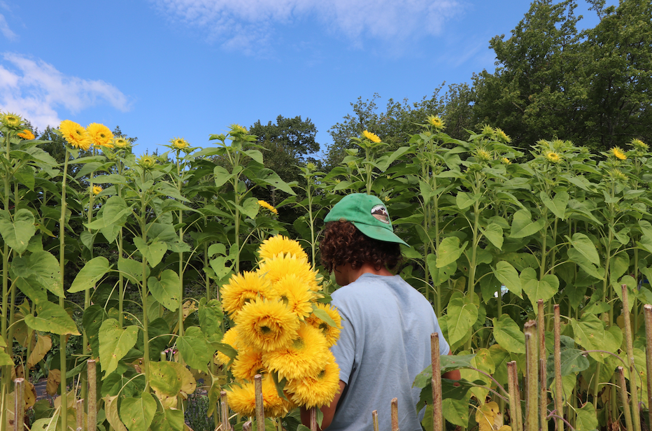 How We (try our best to) Cultivate Sunflowers with Regenerative Techniques