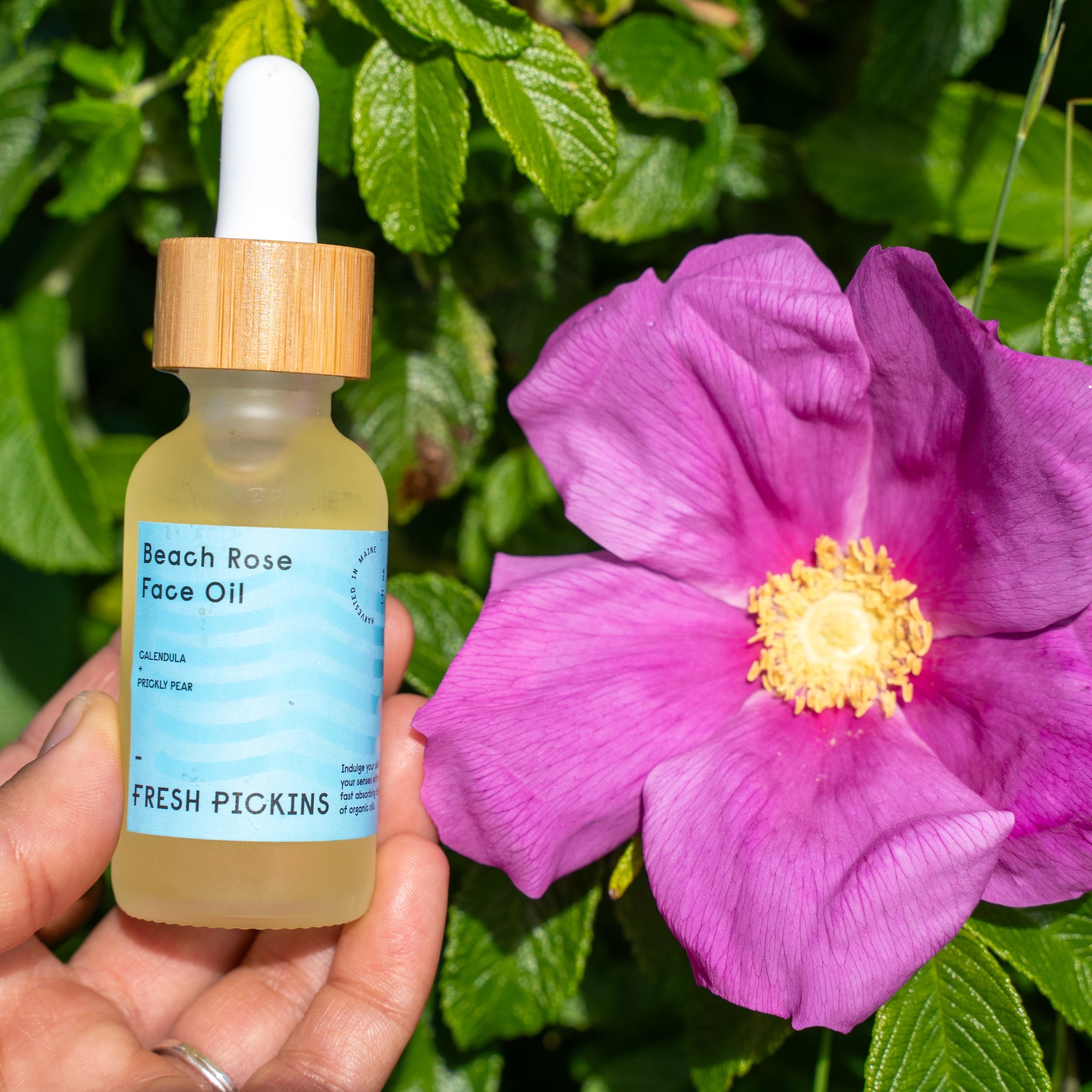 rose seeds oil Organic Beach Rose Face Oil