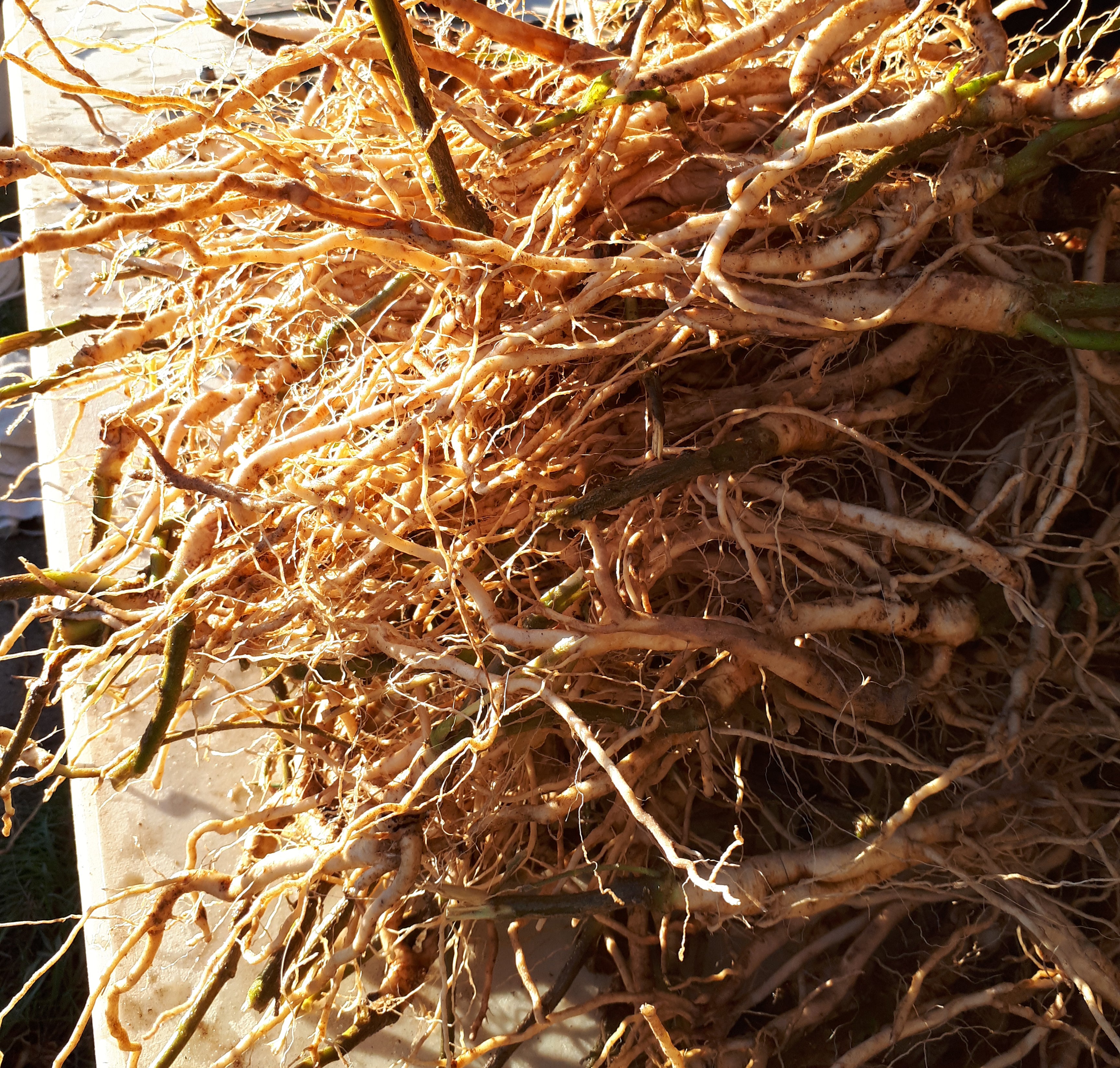 ASHWAGANDHA ROOT TINCTURE (EXTRACT)