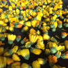 Fresh Pickins Farm Calendula harvest