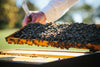 Maine Bees at Fresh Pickins Farm