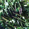 Fresh Tulsi Ready for drying at Fresh Pickins Farm in Maine