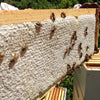 Honeycomb fully capped and ready for extraction at Fresh Pickins Farm