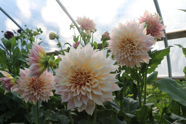 5 WEEK - SUMMER / FALL FLOWER BOUQUET SUBSCRIPTION CSA – FRESH PICKINS