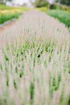 Tulsi (Holy Basil) Just before harvesting at Fresh Pickins Farm